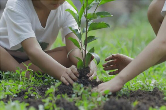 Plant a tree
